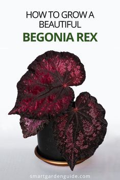 two purple leaves in a black pot with text overlay how to grow a beautiful begonia rex