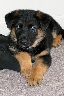 a black and brown dog laying on top of a carpeted floor next to a wall