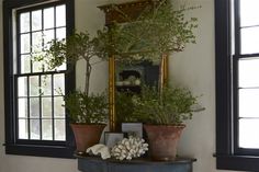 three potted plants sit on top of a table in front of a mirror and window