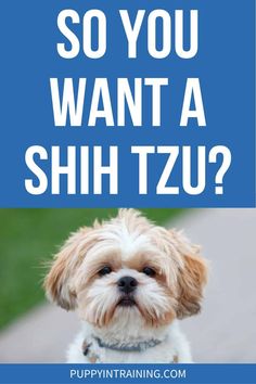 a dog with the words so you want a shih tzu?