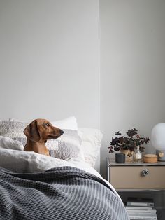 a brown dog sitting on top of a bed next to a night stand and lamp