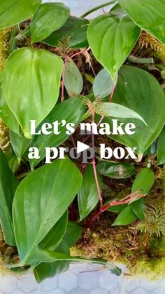 the words let's make a prop box surrounded by green plants