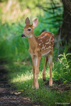 a young deer standing in the grass next to a tree