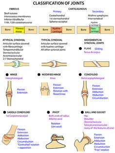 Anatomy Of The Body, Joints Anatomy, Anatomy Education, Medical Terminology Study, Physical Therapy School, Basic Anatomy, Nursing School Motivation