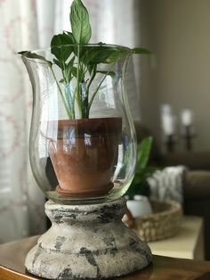 a potted plant sitting inside of a glass vase on top of a wooden table