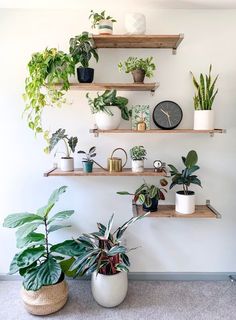 some plants are sitting on wooden shelves in front of a white wall with a clock