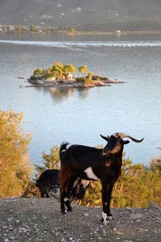 two goats standing next to each other on top of a rocky hill near water and land