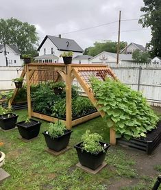 an outdoor garden area with various plants growing in it