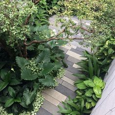 a walkway surrounded by lush green plants and trees