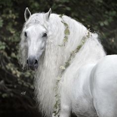 a white horse with long hair standing in front of some trees and bushes on the ground