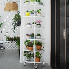 a white shelf filled with potted plants on wheels