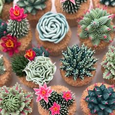 cupcakes decorated with different types of succulents