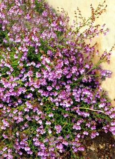 purple flowers growing out of the ground next to a wall