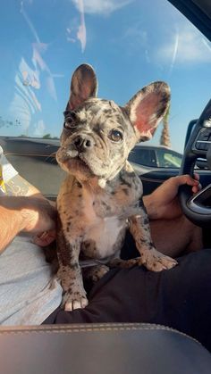 a small dog is sitting in the driver's seat of a car and being held by someone