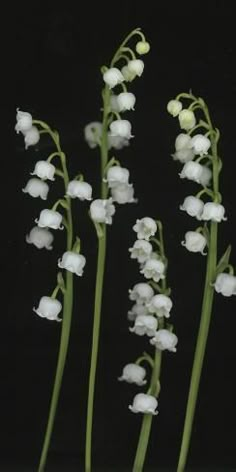 three white flowers with green stems against a black background