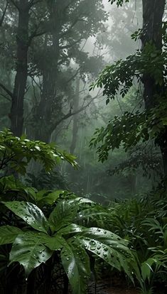 a lush green forest filled with lots of trees and plants covered in raindrops