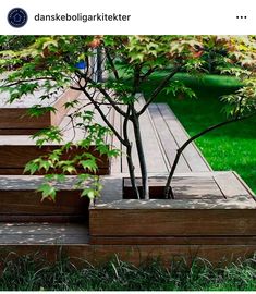 there is a small tree in the middle of some wooden steps that lead up to a grassy area