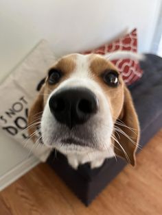 a brown and white dog looking up at the camera