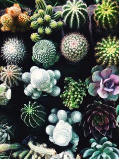 many different kinds of cacti and succulents are shown in this image