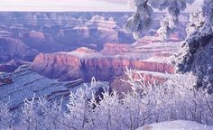 the snow covered trees are in front of the canyon