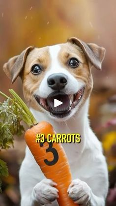 a dog holding a carrot with the caption 3 carrots