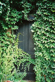 an old door surrounded by vines and plants