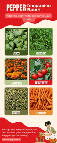 By carefully choosing plants that complement each other in terms of pest control, soil nutrient balance, and growth patterns, you can create a harmonious garden ecosystem that benefits all plants involved. Pepper Companion Planting, Garden Ecosystem, Pepper Plants, Healthy Garden, Ecosystem, All Plants