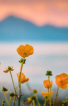 some yellow flowers with mountains in the background