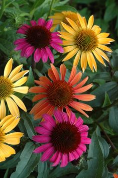 many different colored flowers with green leaves