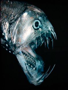 a close up of a fish with it's mouth open