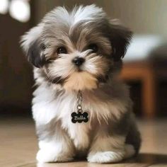 a small dog sitting on top of a wooden floor