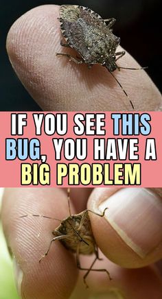 two bugs sitting on top of each other in front of a person's finger