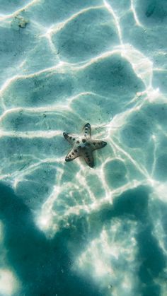 a starfish swims in shallow water on the ocean floor