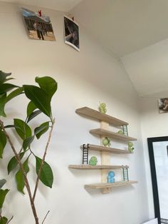 there are three shelves on the wall with pictures above them and a potted plant next to it