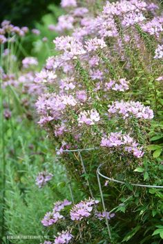 purple flowers are growing on the side of a fence in front of some green grass