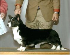 a black and white dog standing on top of a wooden table next to an older man