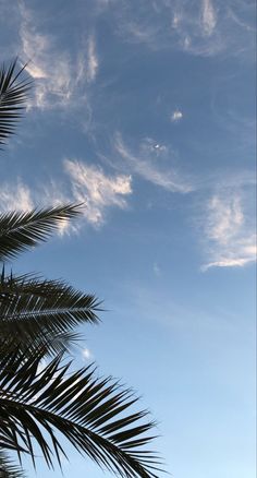 palm tree leaves against the blue sky with clouds