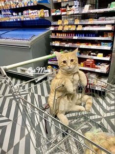 a cat sitting in a shopping cart at a grocery store with its front paws on the basket