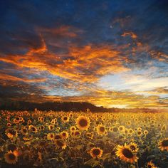 the sun is setting over a large field of sunflowers