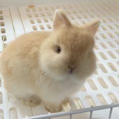 a small rabbit sitting inside of a cage on top of white plastic flooring and looking at the camera