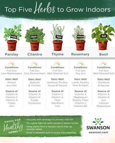 the top five herbs to grow indoors in pots and potted plants are shown here