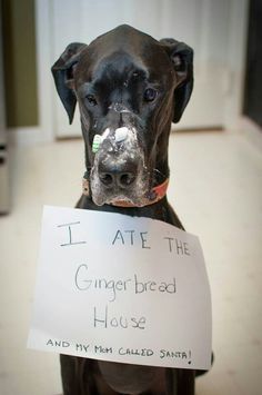 a dog holding a sign that says i ate the gingerbread house and my fish called santa