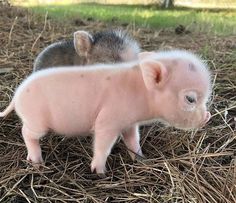 two small pigs standing on top of dry grass