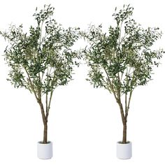 two white vases with trees in them