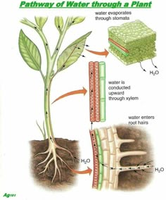 the diagram shows how water is attached to plants roots and leaves, along with other parts of the plant's growth