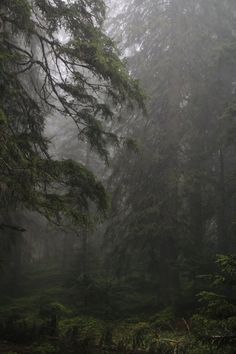 the foggy forest is full of tall trees