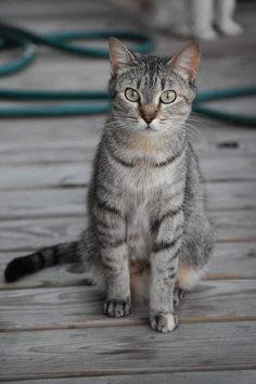 a gray and white cat sitting on top of a wooden floor next to a hose