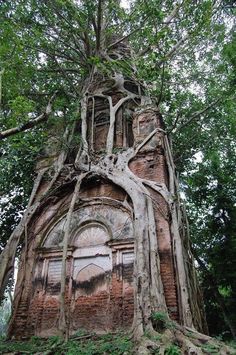 an old building surrounded by trees in the middle of a forest with lots of branches growing out of it