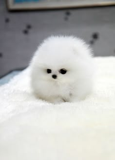 a small white dog sitting on top of a bed next to a book titled pomeranian puppies