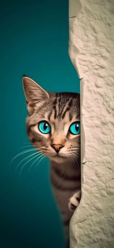 a cat with blue eyes peeks out from behind a hole in a paper wall